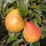 Саженец Груша Маргарита Марилья